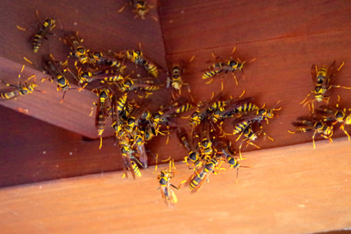 wasp_top.jpg
