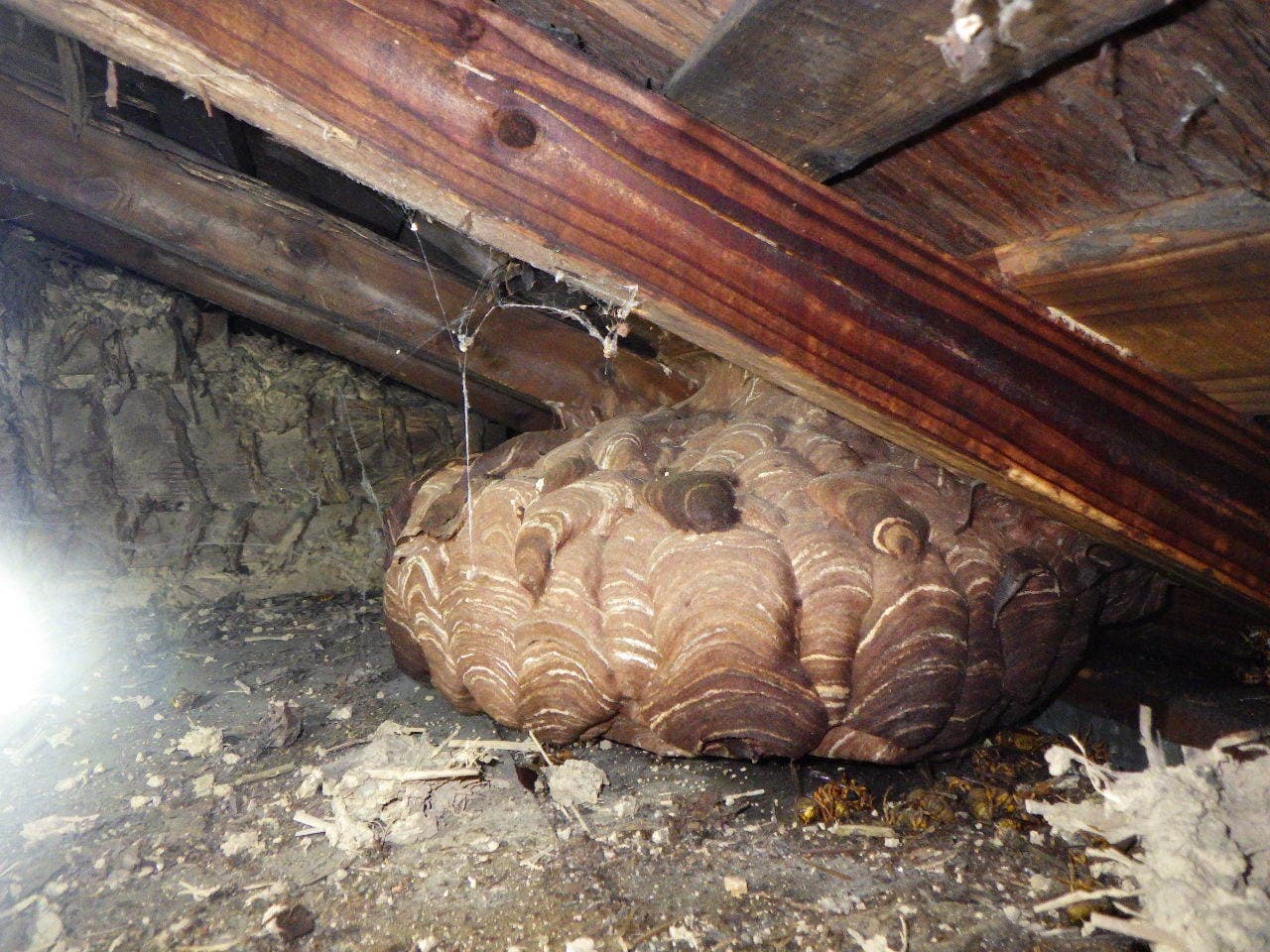 rimg0616.jpg